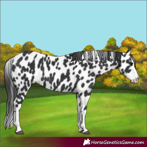 Horse Color:Unknown 
