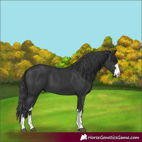 Horse Color:Black 