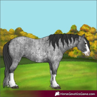 Horse Color:Blue Roan Sabino Splash and Blue Roan Sabino Splash