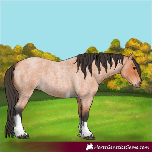 Horse Color:Bay Roan Tobiano 