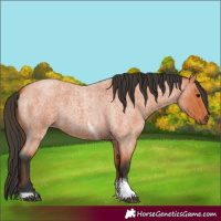Horse Color:Bay Roan Tobiano