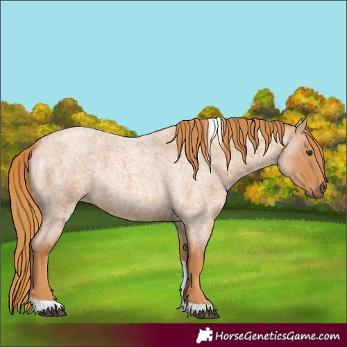 Horse Color:Red Roan Tobiano 