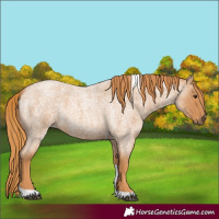 Horse Color:Red Roan Tobiano 