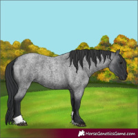 Horse Color:Blue Roan Tobiano 