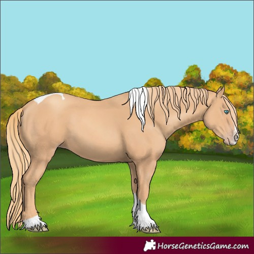 Horse Color:Gold Champagne Splash Tobiano 