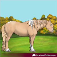 Horse Color:Gold Champagne Splash Tobiano 