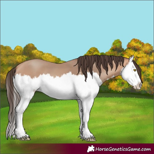 Horse Color:Amber Champagne Splash 
