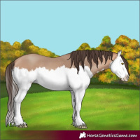 Horse Color:Amber Champagne Splash