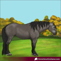 Horse Color:Gray Grullo 