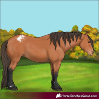 Horse Color:Bay Appaloosa 