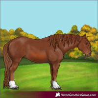 Horse Color:Chestnut 