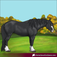 Horse Color:Black 