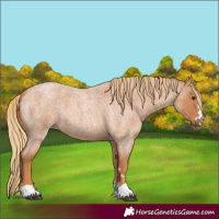 Horse Color:Red Roan