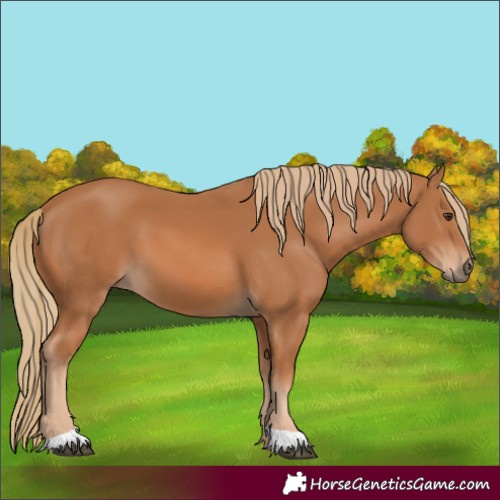 Horse Color:Chestnut 