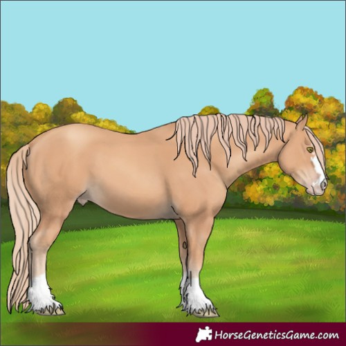 Horse Color:Gold Champagne
