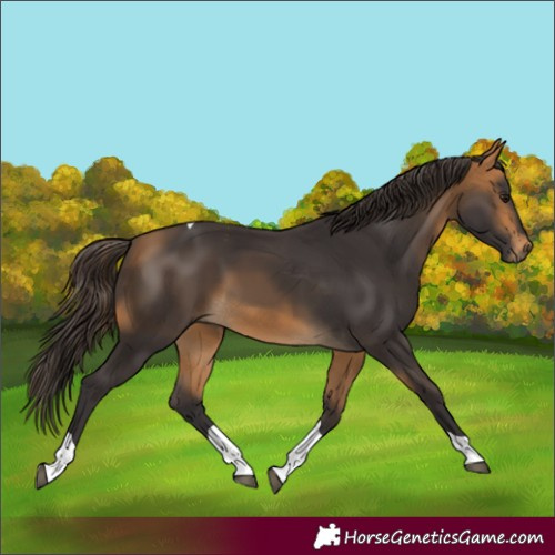 Horse Color:Buckskin Tobiano 