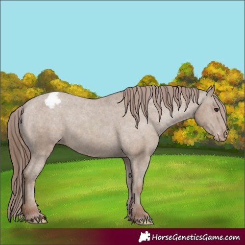 Horse Color:Classic Champagne Appaloosa