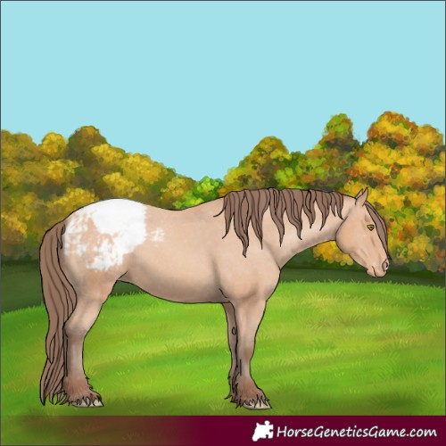 Horse Color:Amber Champagne Appaloosa 