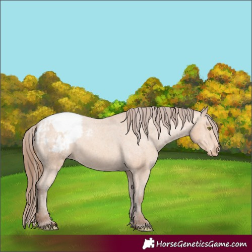 Horse Color:Amber Champagne Appaloosa