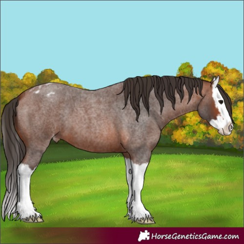 Horse Color:Bay Roan Splash Appaloosa 