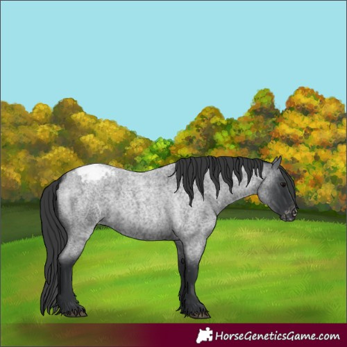 Horse Color:Blue Roan Appaloosa 