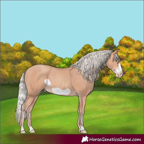 Horse Color:Silver Amber Champagne Frame 