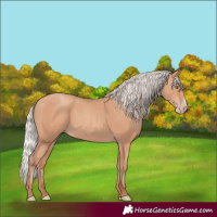 Horse Color:Silver Amber Champagne Frame 