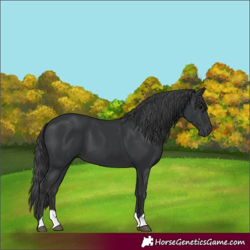 Horse Color:Black 