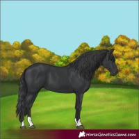 Horse Color:Black 