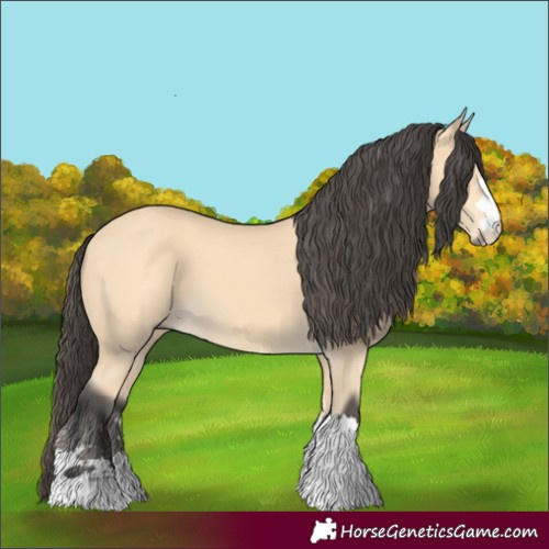 Horse Color:Buckskin 