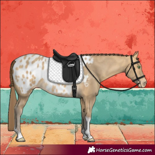 Horse Color:Amber Cream Champagne Tobiano Blanket 