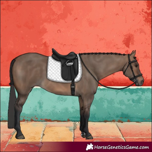 Horse Color:Brown Dun 