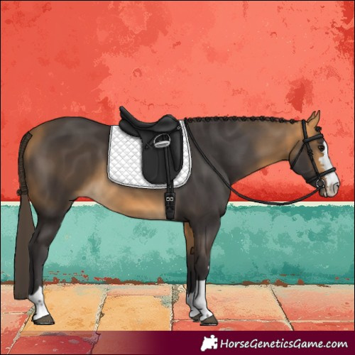 Horse Color:Buckskin 