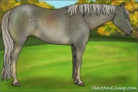 Horse Color:Chocolate Palomino 