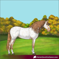 Horse Color:Red Dun Appaloosa and Red Dun Appaloosa