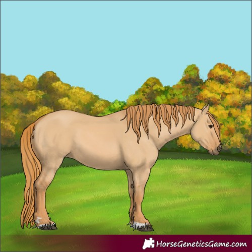 Horse Color:Red Dun 