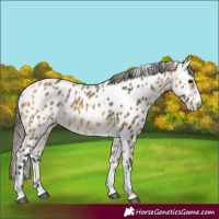 Horse Color:Buckskin Appaloosa and Buckskin Splash Appaloosa