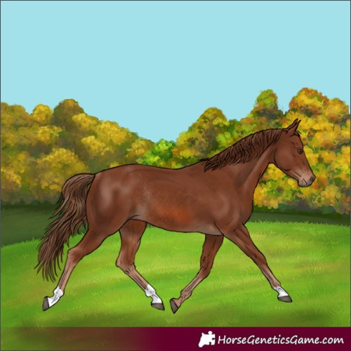 Horse Color:Chestnut Rabicano 