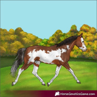 Horse Color:Bay Splash Frame