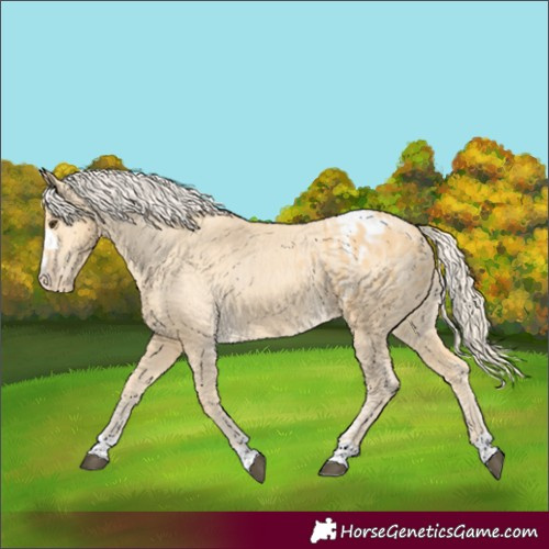 Horse Color:Palomino Appaloosa 