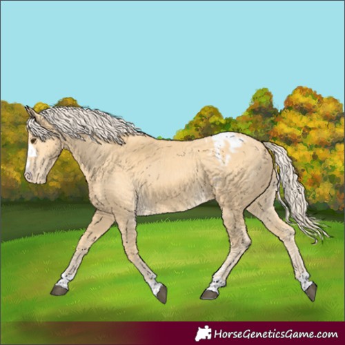 Horse Color:Palomino Appaloosa 