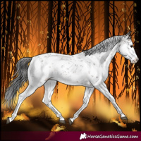 Horse Color:White Spotted Brown Sabino Blanket Rabicano 