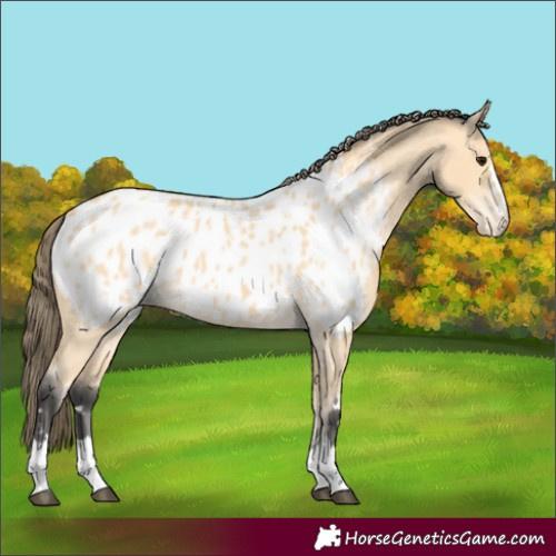 Horse Color:Buckskin Near Leopard 