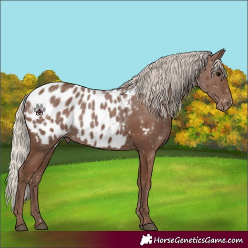 Horse Color:Silver Black Appaloosa Rabicano 