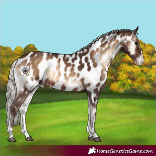 Horse Color:Silver Brown Onyx Splash Near Leopard 