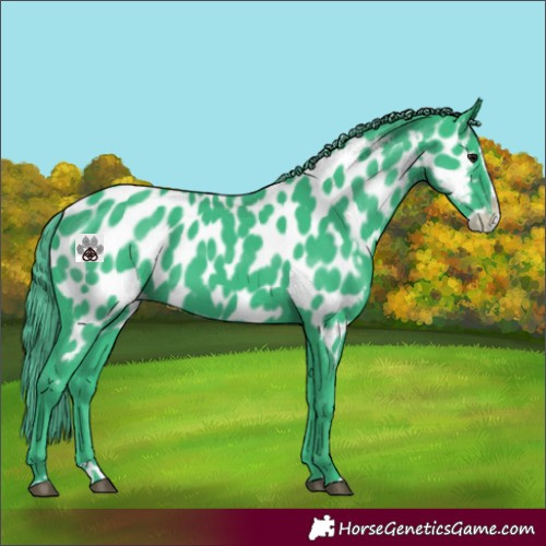 Horse Color:Watercolor Smoky Black Splash Appaloosa 