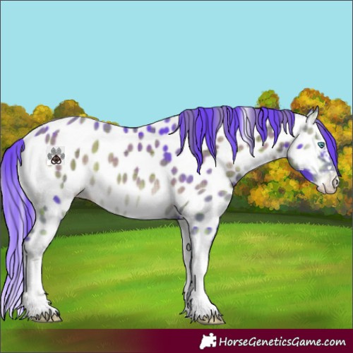 Horse Color:Watercolor Plaid  Blue Onyx Splash Appaloosa Rabicano 