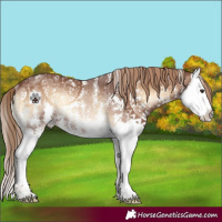 Horse Color:Red Onyx Sabino Splash Rabicano