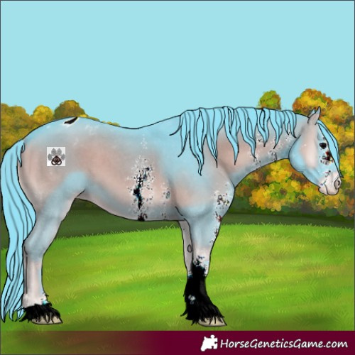 Horse Color:Watercolor Blue Onyx Sabino Appaloosa 