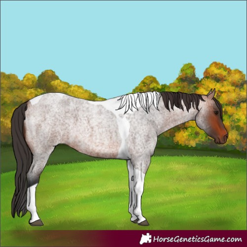 Horse Color:Unknown 
